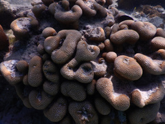 Goniastrea stelligera