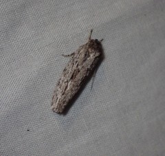 Agriophara confertella