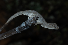 Strophurus intermedius