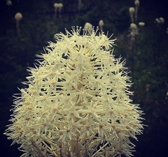Xerophyllum
