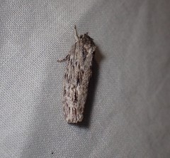 Agriophara confertella