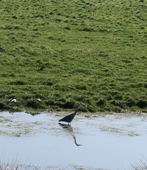 Ardea cinerea