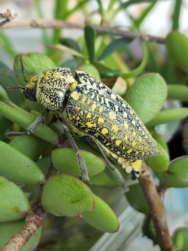Sulphurous Jewel Beetle