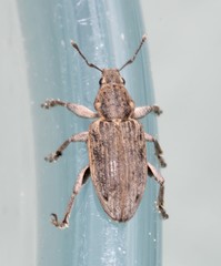 Tanymecus dilaticollis