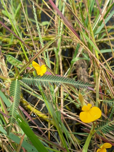 Image of Aeschynomene Aspera (Aeschynomene aspera) by (c) Aravinth, some rights reserved (CC BY)