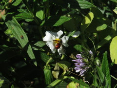 Chrysotoxum triarcuatum