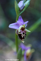 Ophrys heldreichii