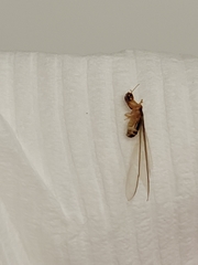 Coptotermes formosanus