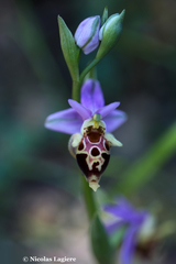 Ophrys heldreichii