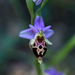 Ophrys heldreichii - Photo (c) Nicolas Lagière, algunos derechos reservados (CC BY-NC), subido por Nicolas Lagière