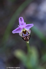 Ophrys heldreichii