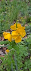Chelidonium asiaticum