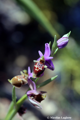 Ophrys heldreichii