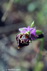 Ophrys calypsus