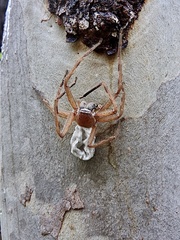 Neosparassus salacius