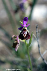 Ophrys calypsus