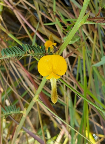 Image of Aeschynomene Aspera (Aeschynomene aspera) by (c) Aravinth, some rights reserved (CC BY)