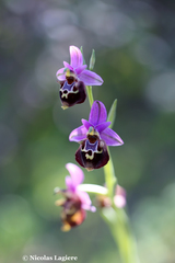 Ophrys calypsus