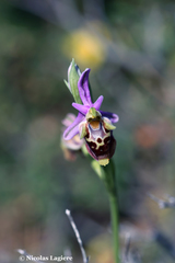 Ophrys heldreichii