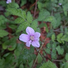 Rubus pungens oldhamii