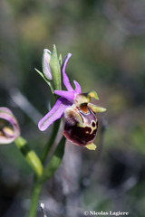 Ophrys heldreichii
