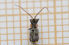 Axinotarsus pulicarius