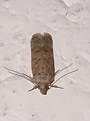 Platyedra subcinerea