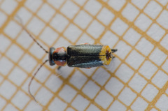 Axinotarsus pulicarius