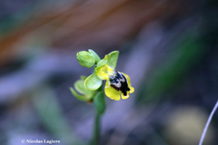 Ophrys lutea phryganae
