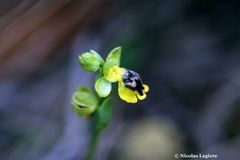 Ophrys lutea phryganae