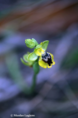 Ophrys lutea phryganae