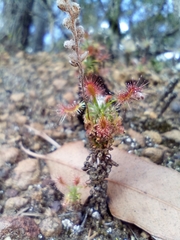 Drosera lasiantha