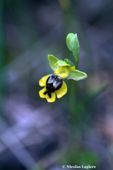 Ophrys lutea phryganae