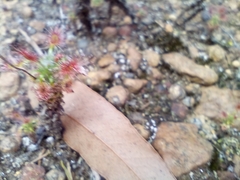 Drosera lasiantha