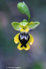 Ophrys lutea phryganae