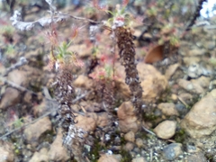 Drosera lasiantha