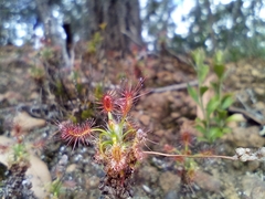Drosera lasiantha