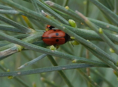 Spartoxena