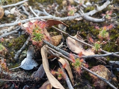 Drosera lasiantha