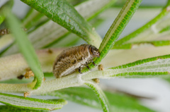 Chrysolina americana