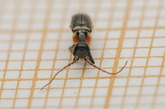 Axinotarsus pulicarius