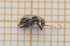 Axinotarsus pulicarius