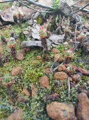 Drosera lasiantha