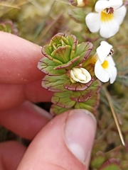 Euphrasia monroi