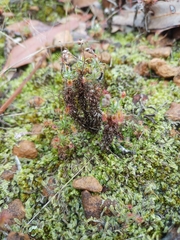 Drosera lasiantha