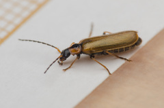 Rhagonycha nigriventris