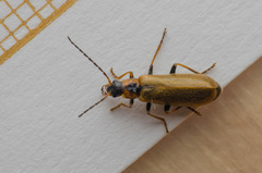Rhagonycha nigriventris