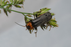 Cantharis fusca