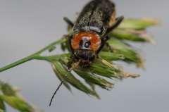 Cantharis fusca