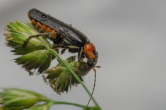 Cantharis fusca